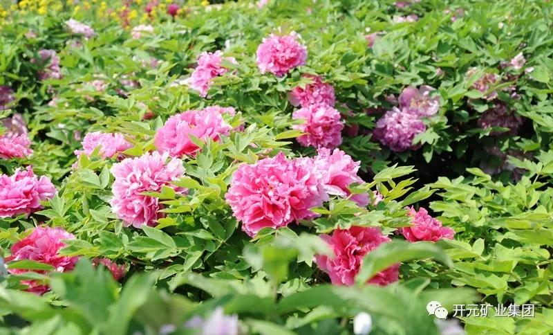 開(kāi)元恭迎八方客，盛情盡在迪尼斯